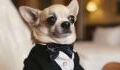 This puppy wore a tuxedo for his adopters but they never showed up
