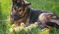 Dog adopts orphaned ducklings after their mother disappears