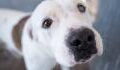 This deaf dog found a new loving home and the best forever companion