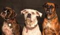 Three heartbroken ‘oldies but goldies’ dogs are looking for a loving home together