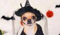 Halloween: 10 dog costume ideas that are so hilarious they'll make your day