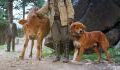 These dogs adopted a baby cow, and now he seems to think he’s a dog too (VIDEO)
