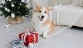 5 top Christmas gifts under £10 that will be perfect for dog owners
