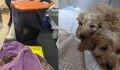 Heartbreak over tiny puppies who were dumped to die in the cruellest way
