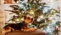 5 best Christmas gifts for your dog that are under £15