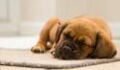 Decoding the sleeping positions of dogs: Here's what it says about their mood