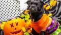Halloween is a dangerous day for your pet, here's how to keep them safe