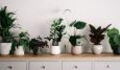 Researchers confirm that houseplants can relieve lockdown stress