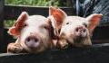This 'superbug' in pigs that can jump to humans is biggest global threat, according to WHO