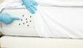 Paris Bed Bugs: This is how you properly check your bed for bed bugs