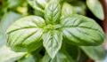 How to properly care for your basil plant