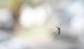 Here's how to prevent mosquitoes from getting inside your home during summer
