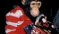 Michael Jackson: Here’s What Happened To Bubbles, His Poor Chimpanzee
