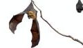 Nipah virus: Another virus found in bats is worrying locals
