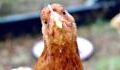 Bird flu: A new strain has been detected for the first time in humans in China