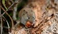New virus discovered in rodents in Europe, should we be worried?