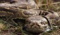The Florida Python Challenge: At what cost would you catch killer snakes?