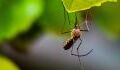 West Nile virus: What is the mosquito-borne disease and should we be worried?