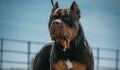 American XL bully dogs to be banned in the UK, what other dogs are on the ban list?