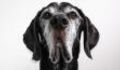 The time of the 7-year rule is over: How old is your dog really?