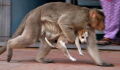 The heart melting moment his monkey found a puppy on the streets