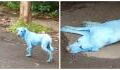There are blue dogs in India and the reason why is alarming