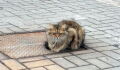 This cat sat on the same drain cover every day for a year for the most tragic reason