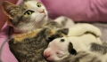 This cat's entire litter were stillborn, but her canine friend did something amazing