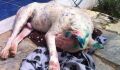 After being shot with a paintball 50 times, this dog made a miraculous recovery