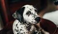 Science confirms Dalmatians to be cutest dog breed