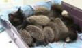 This cat nursed a surprising litter