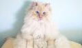 This fluffy cat who looks like a cloud is making the whole internet fall for him