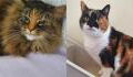 Two inseparable cats are looking for a home together