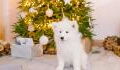 These Christmas decorations are dangerous for your pet