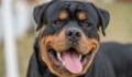 This Rottweiler found an abandoned baby in a shed, what it did next will surprise you
