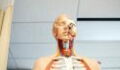 Scientists discovered an organ in the human head… By accident