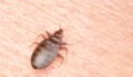 Trains, cinemas, hotels... These are all the places where you can find bed bugs, so watch out!