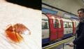 Bed bugs supposedly spotted in the UK: Here's how to protect yourself on public transport