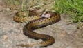 Man bitten by Britain’s only deadly snake, where are they found and how to spot them