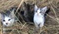 She Found A Litter Of Abandoned Kittens, What Happened Next Is Unbelievable