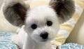 The Internet is falling for this adorable dog with Mickey Mouse ears