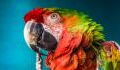 London Station: Lost but found parrot keeps making tube announcements