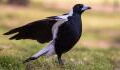 Warning issued about magpie swooping season after man gets pecked in the eye