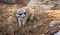 This Shy Baby Meerkat Made The Internet Go Wild