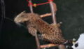 Brave Villagers Save a Leopard From Drowning in a Dramatic Rescue