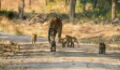 The Internet Is Loving This Video of a Tigress and Her Five Cubs