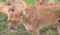 A Lion Was Left Severely Injured After A Buffalo Attack, And What The Vets Did To Help Was Amazing