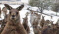 This video of kangaroos jumping through snow in Australia is hilarious