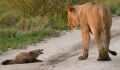 A lioness stumbles upon an injured fox and her reaction will shock you
