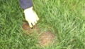 Brothers discover 'mutant rabbit' in their back garden